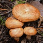 Рыжики грибы как готовить солить на зиму